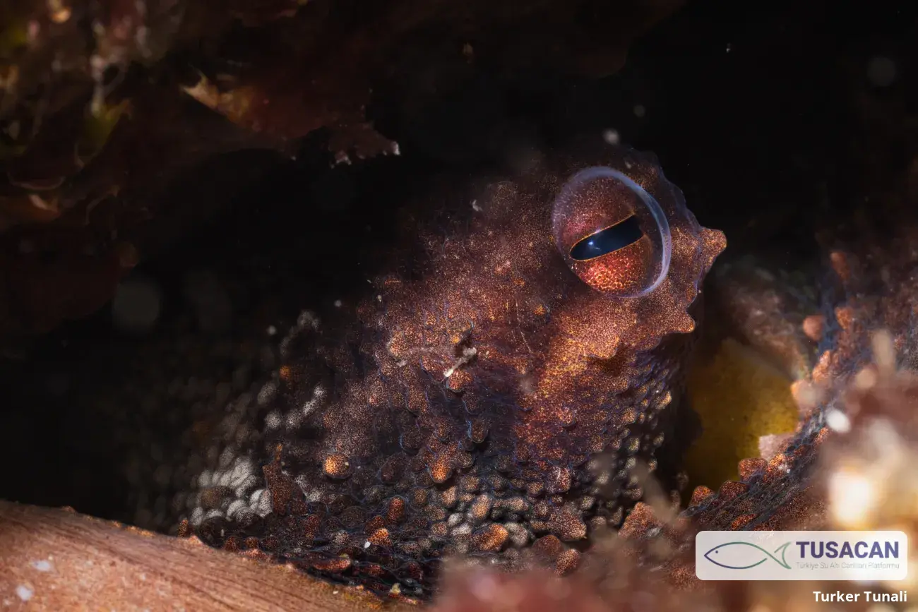 Octopus vulgaris