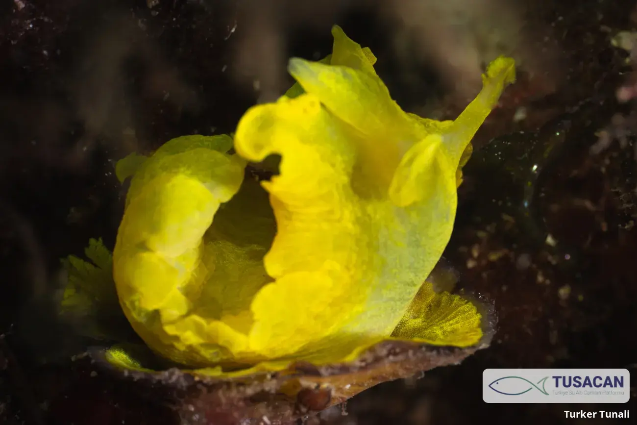 Tylodina perversa
