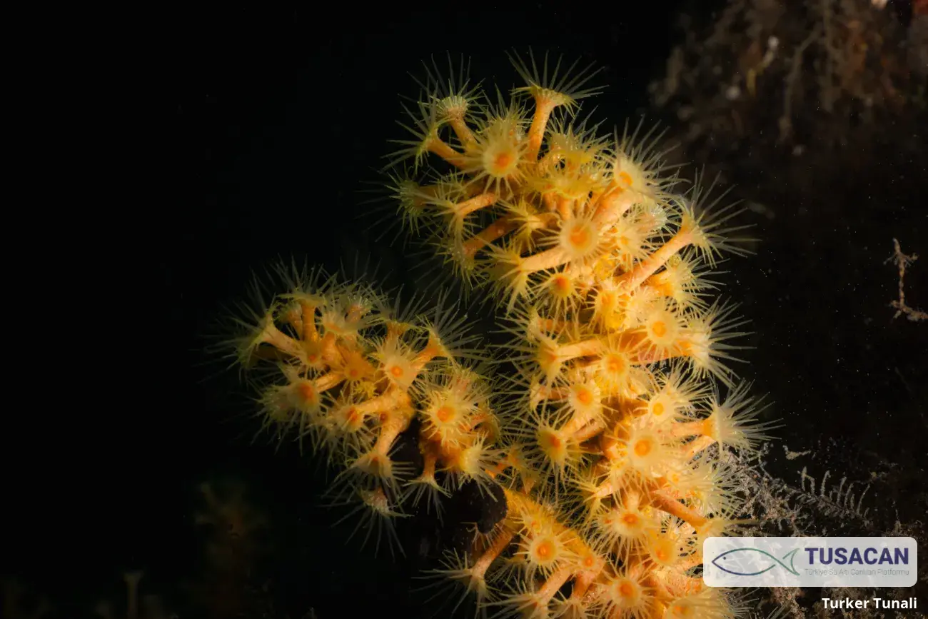 Parazoanthus axinellae