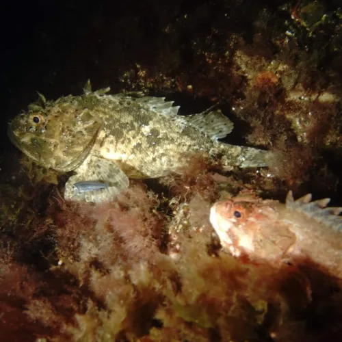 Scorpaena porcus