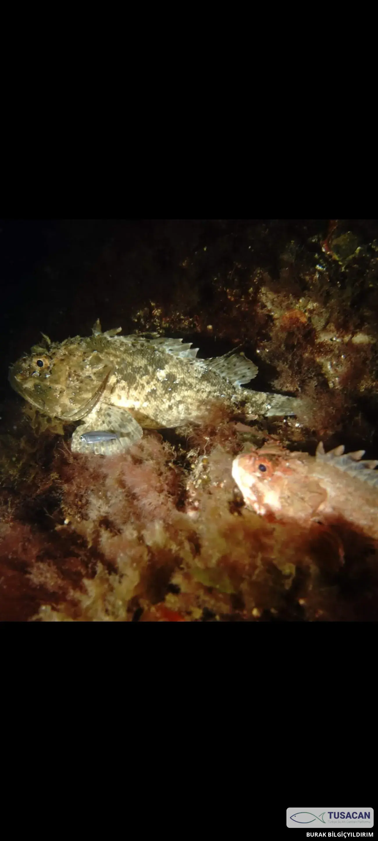 Scorpaena porcus