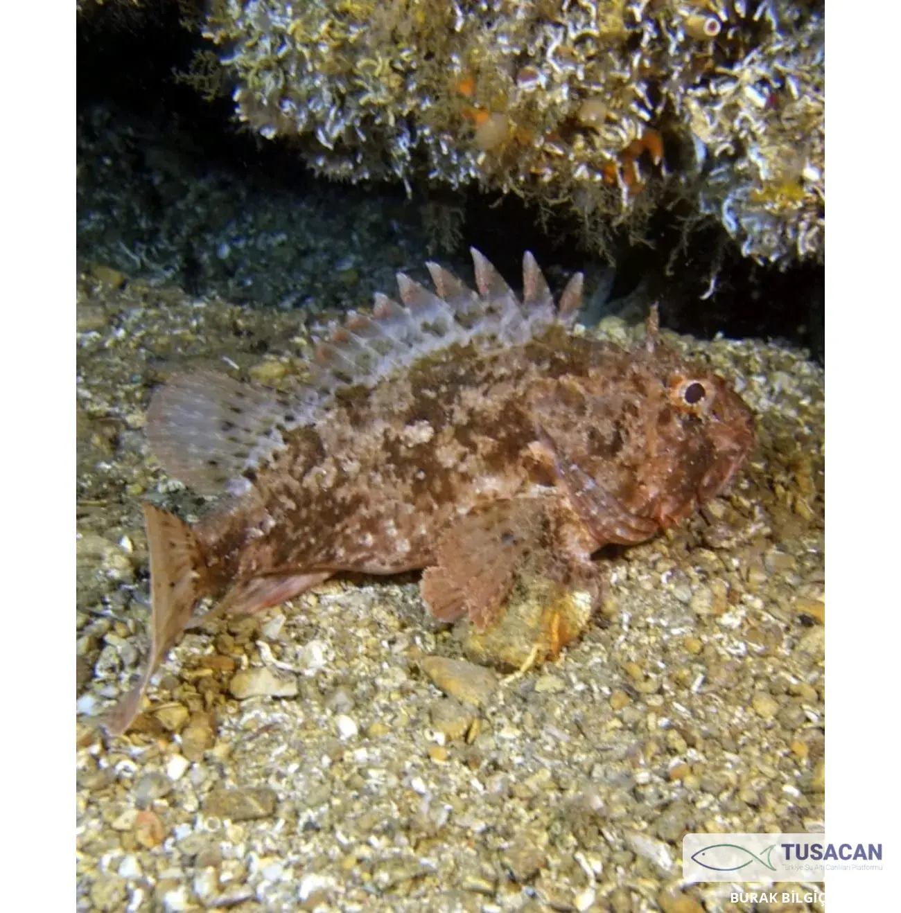 Scorpaena porcus