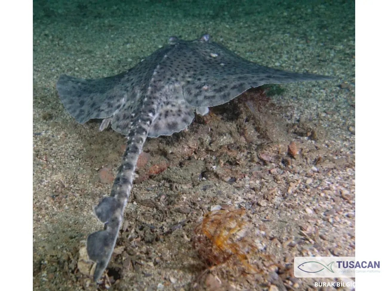 Raja clavata