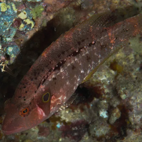 Pteragogus trispilus