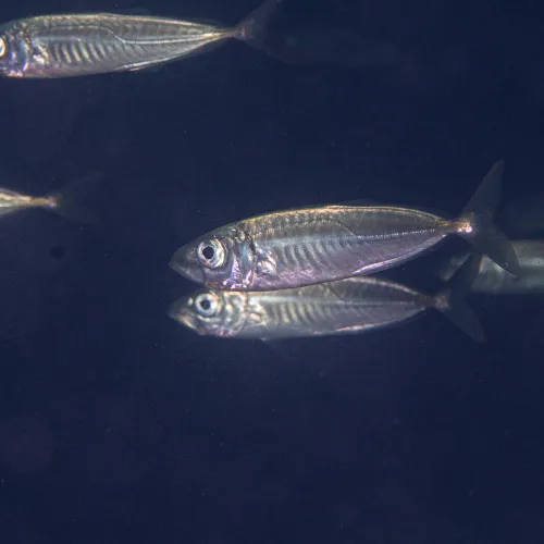 Trachurus trachurus