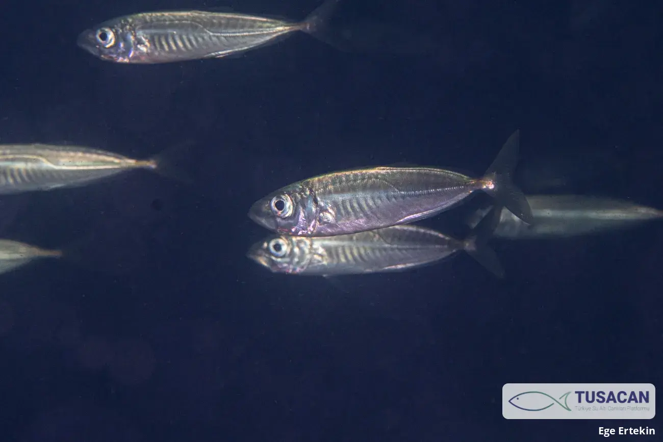 Trachurus trachurus
