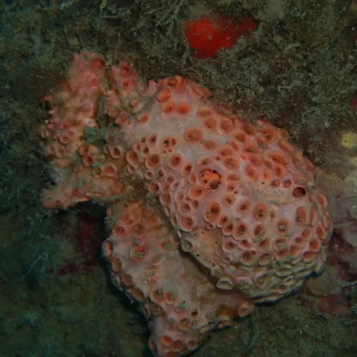Hemimycale columella