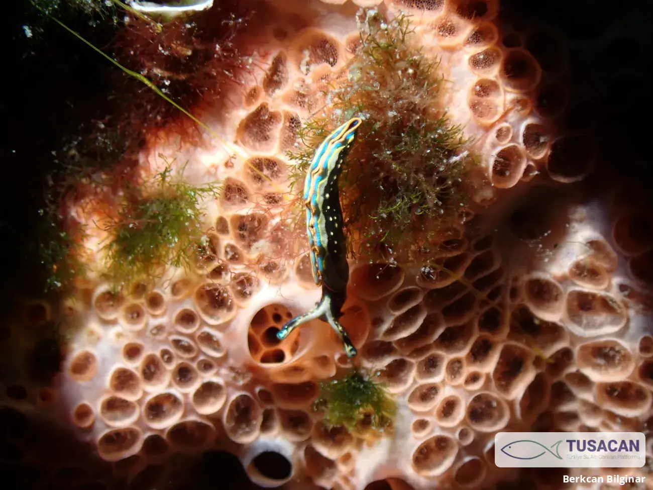 Hemimycale columella
