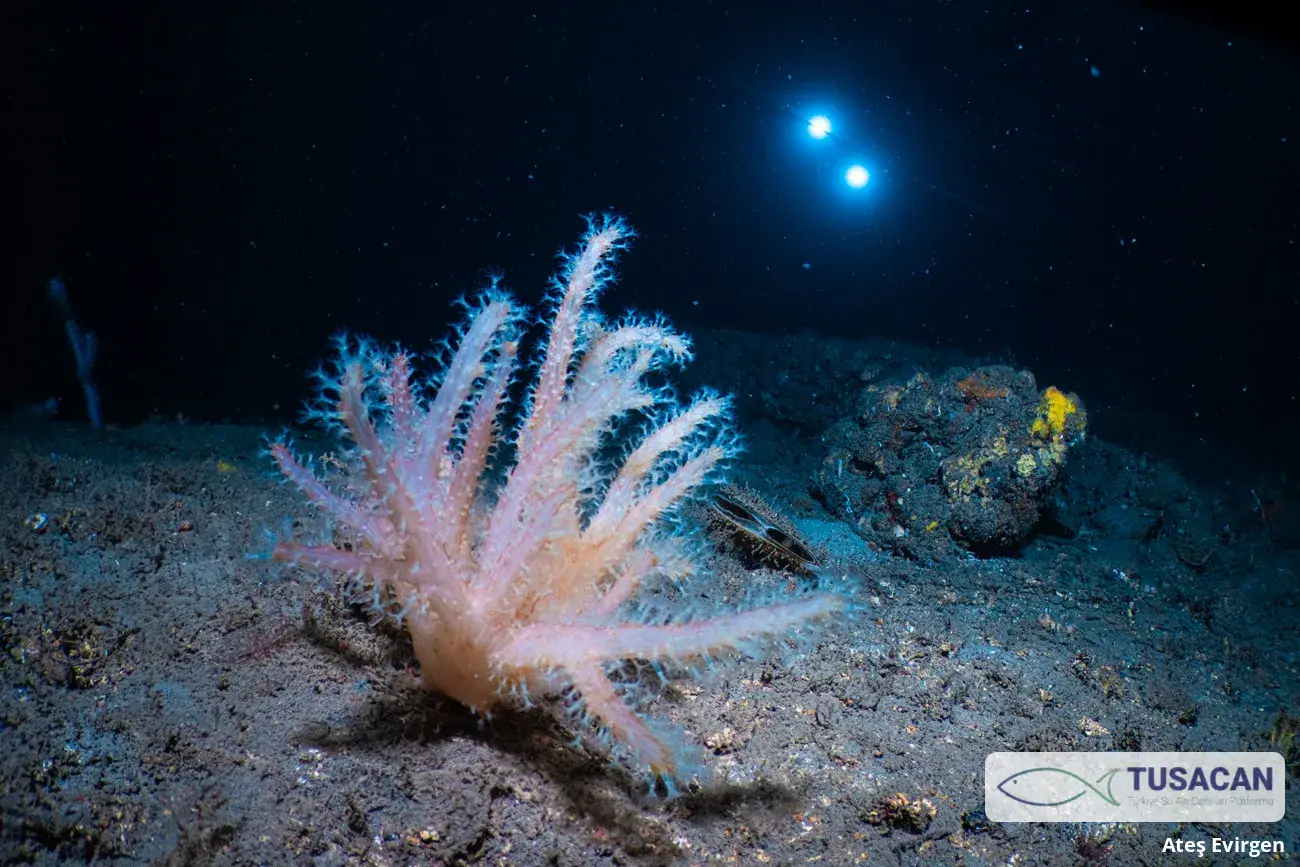 Alcyonium palmatum