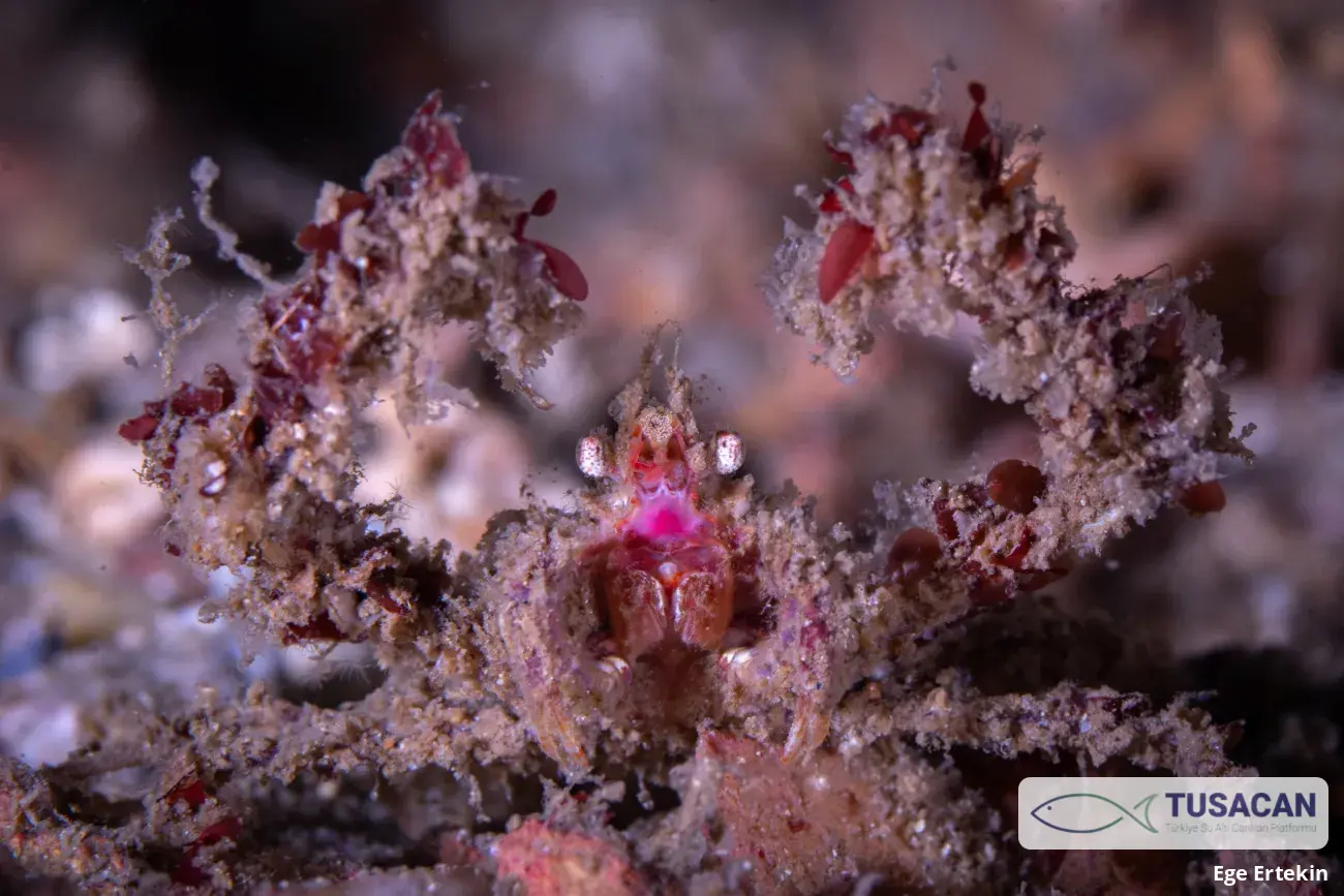 Inachus sp.
