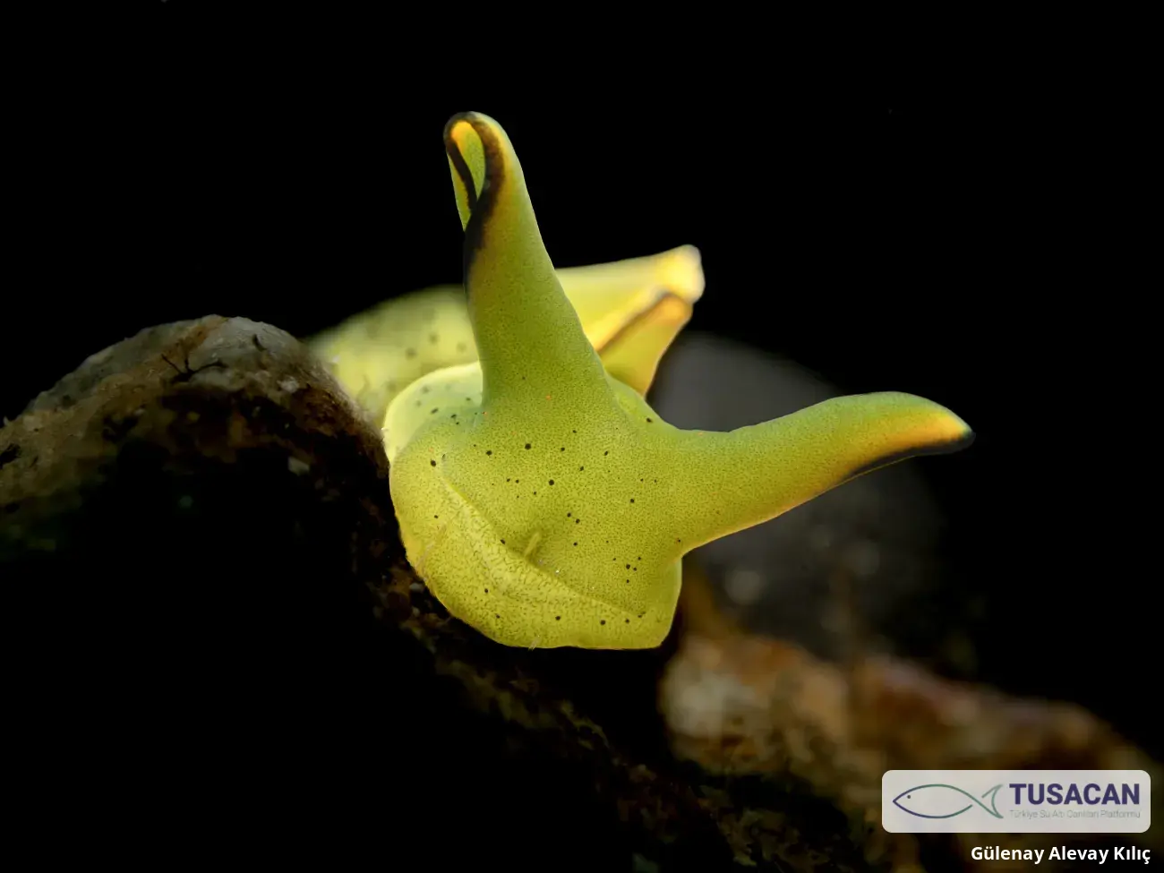 Elysia grandifolia