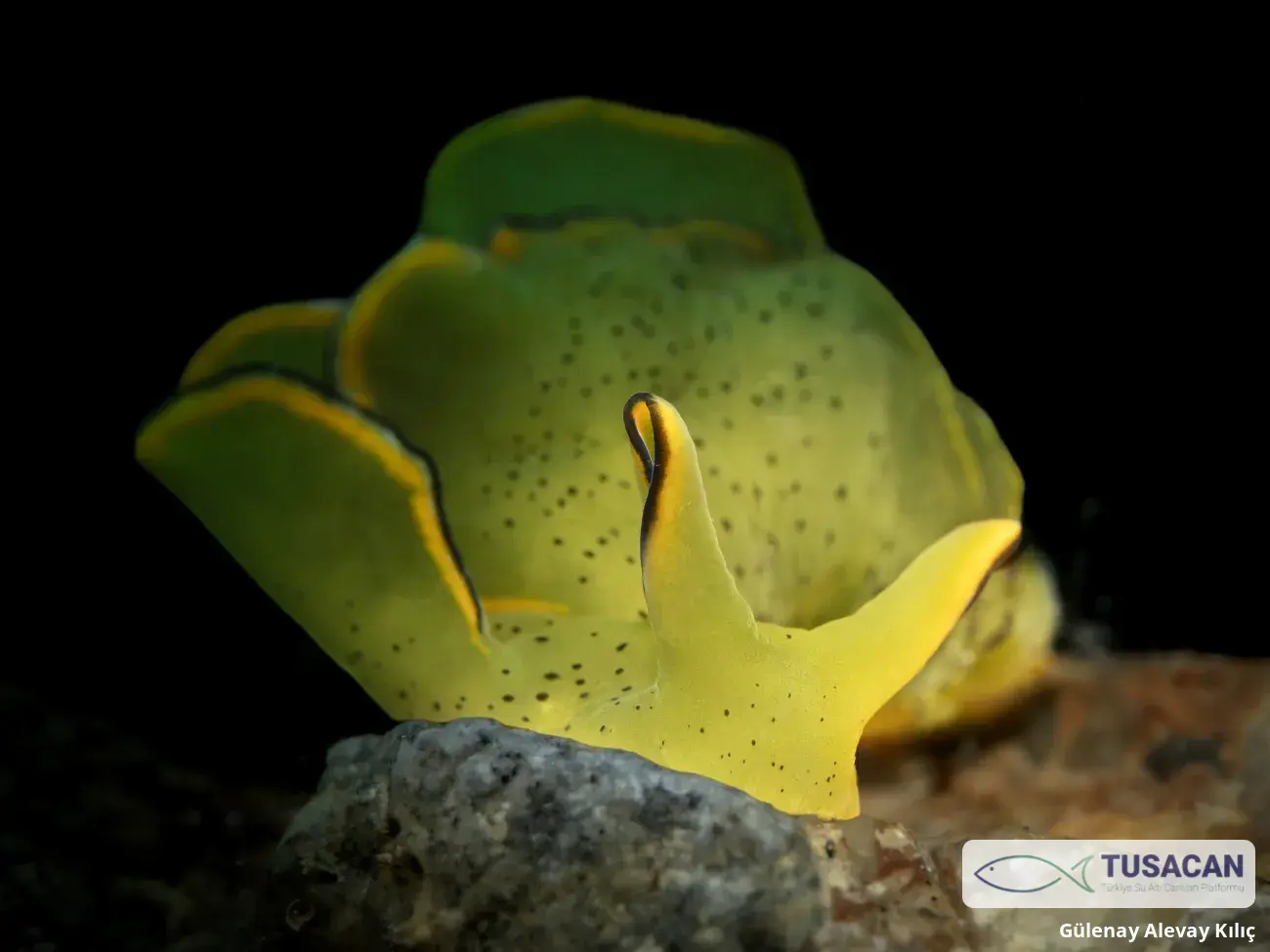 Elysia grandifolia