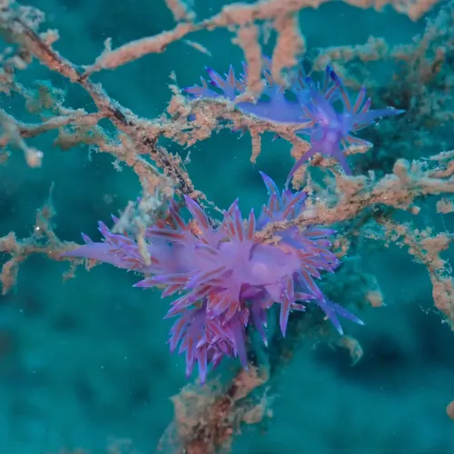 Flabellina affinis