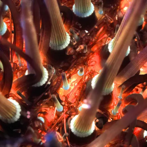 Paracentrotus lividus