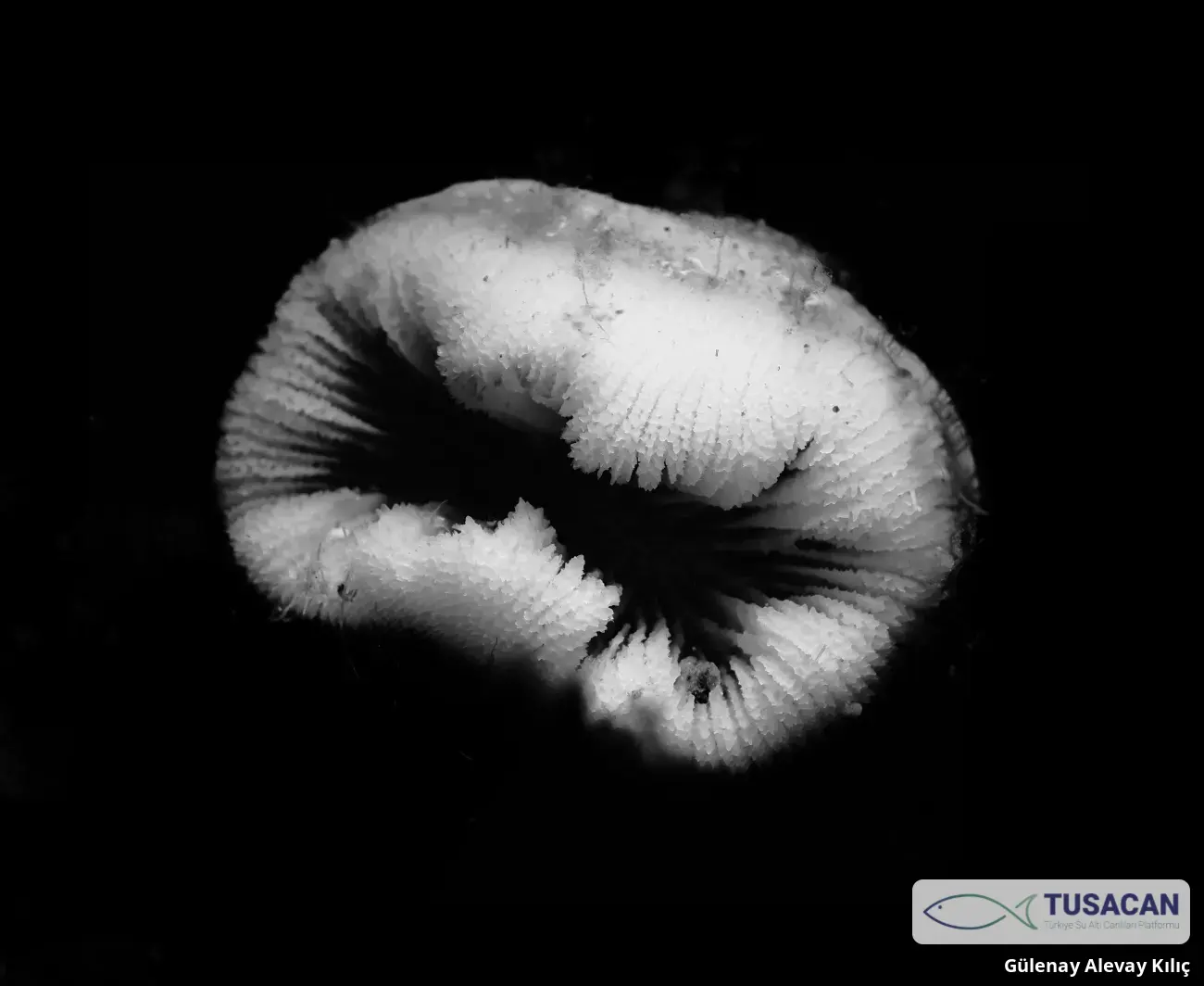 Balanophyllia europaea