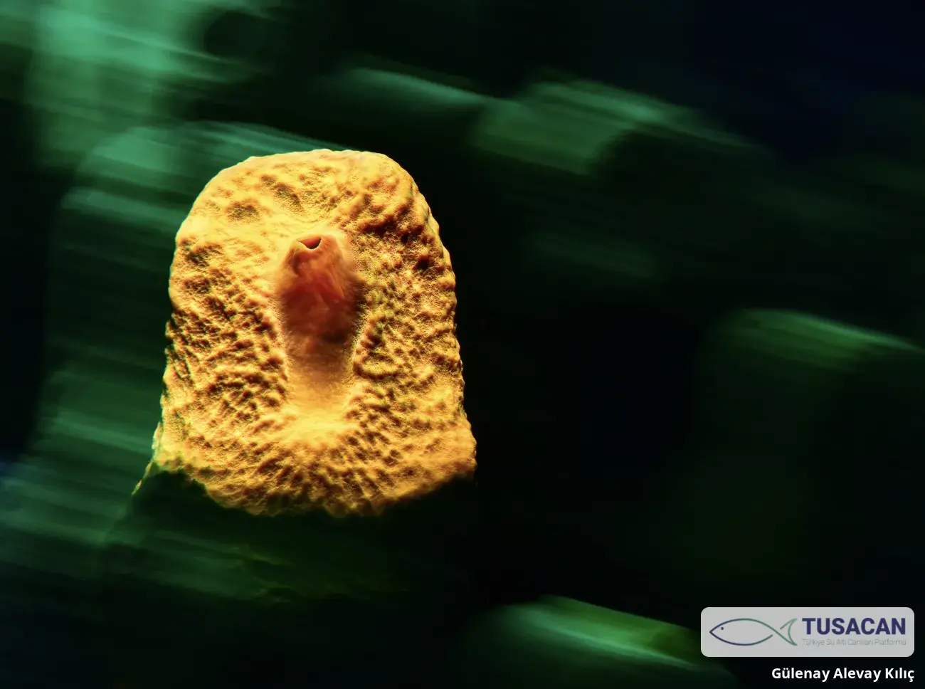 Ircinia sp.