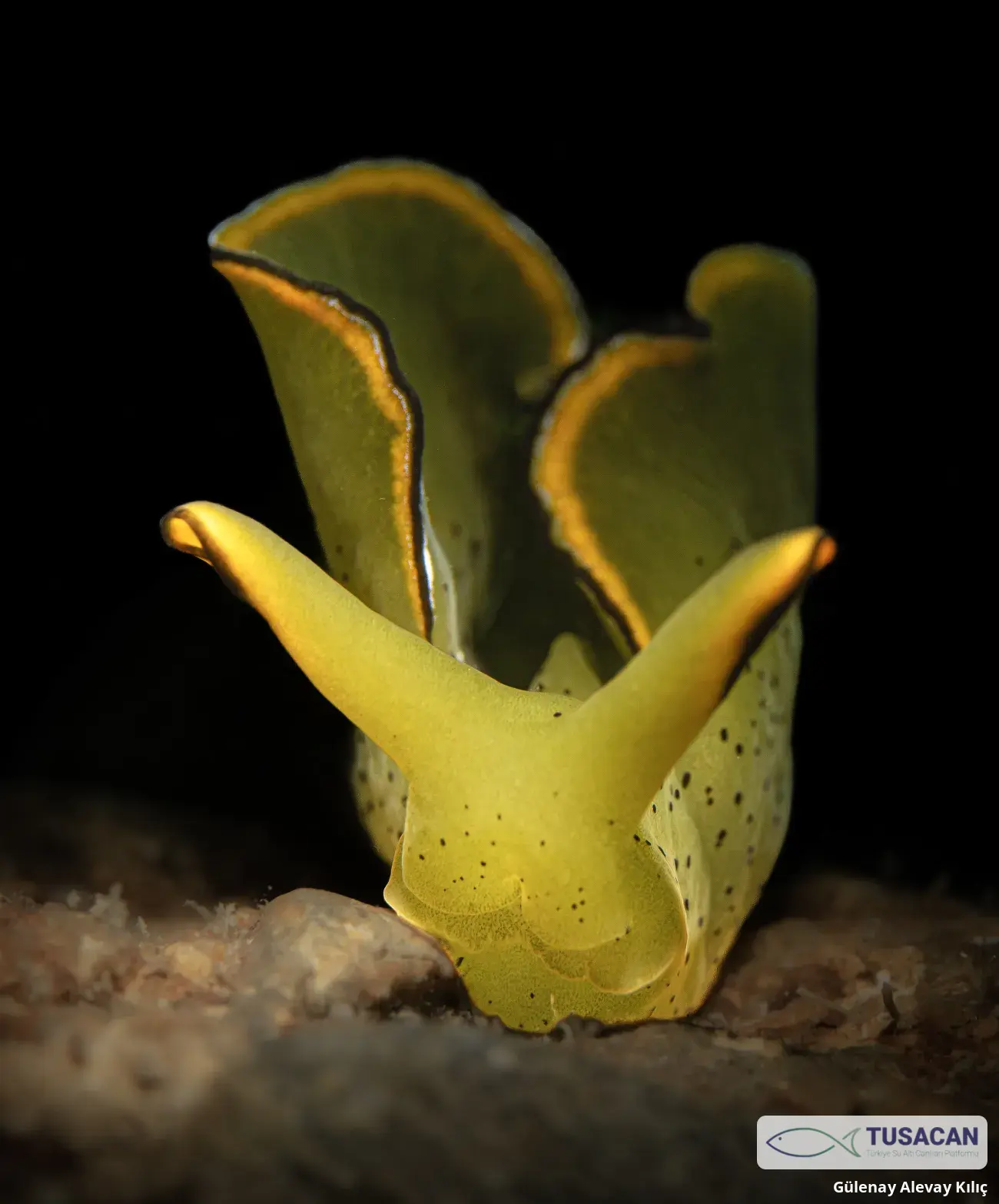 Elysia grandifolia