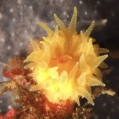 Leptopsammia pruvoti