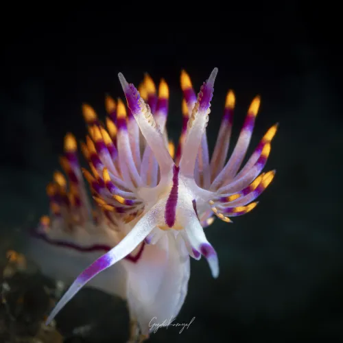 Coryphellina rubrolineata