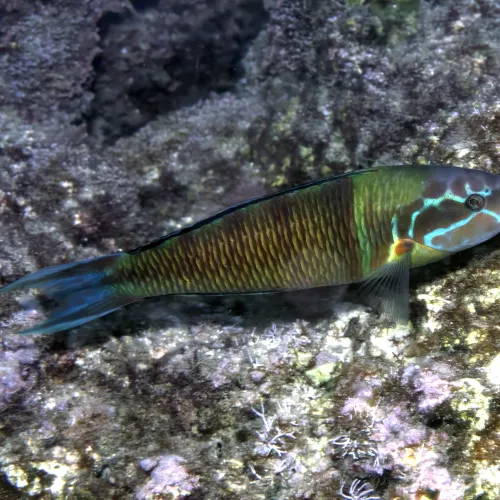 Thalassoma pavo