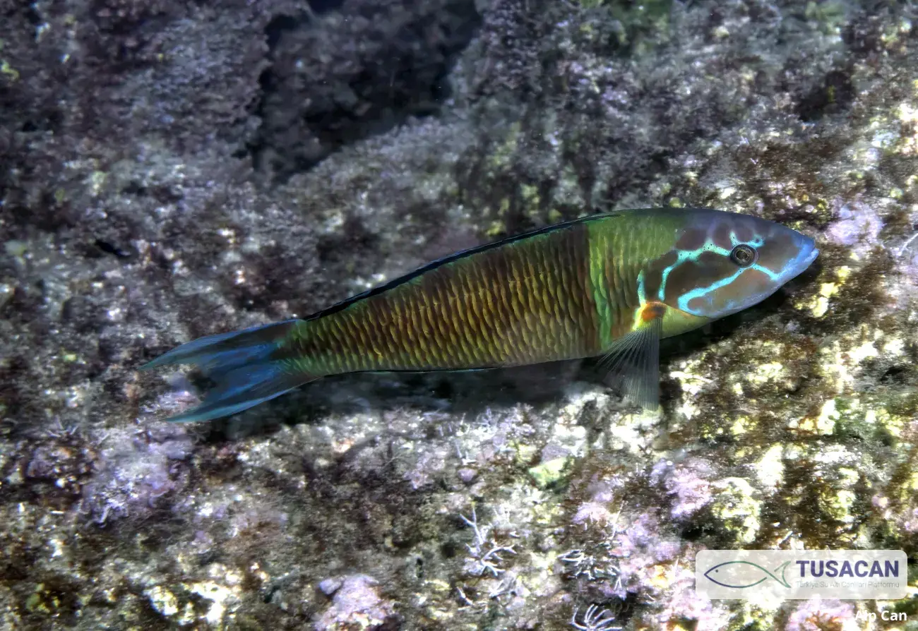 Thalassoma pavo