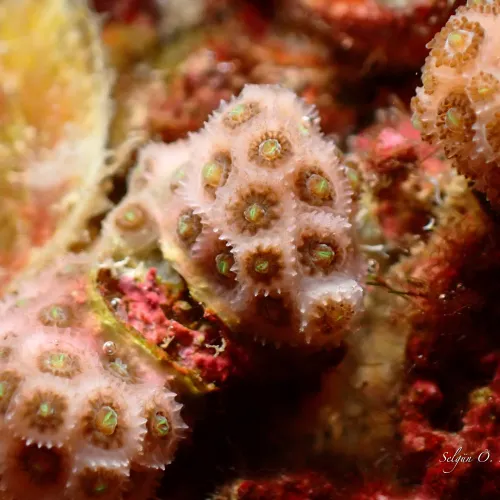 Madracis pharensis