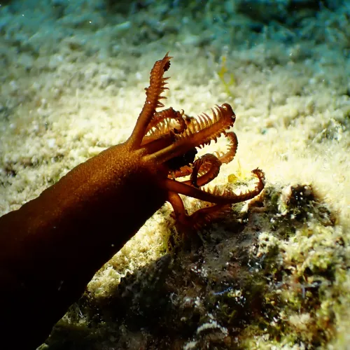 Synaptula reciprocans