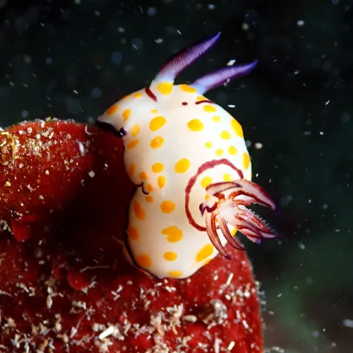 Goniobranchus annulatus