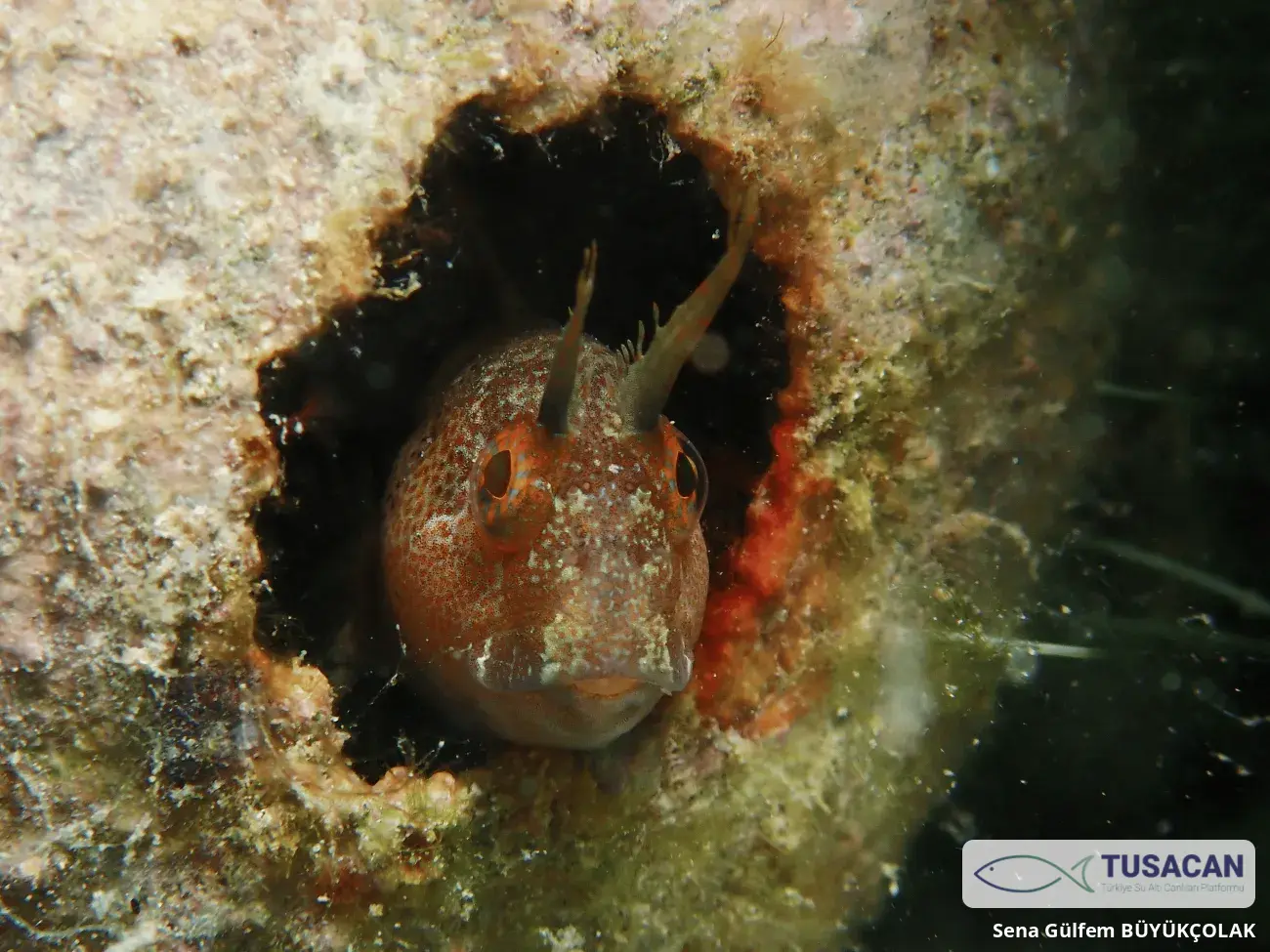 Parablennius tentacularis