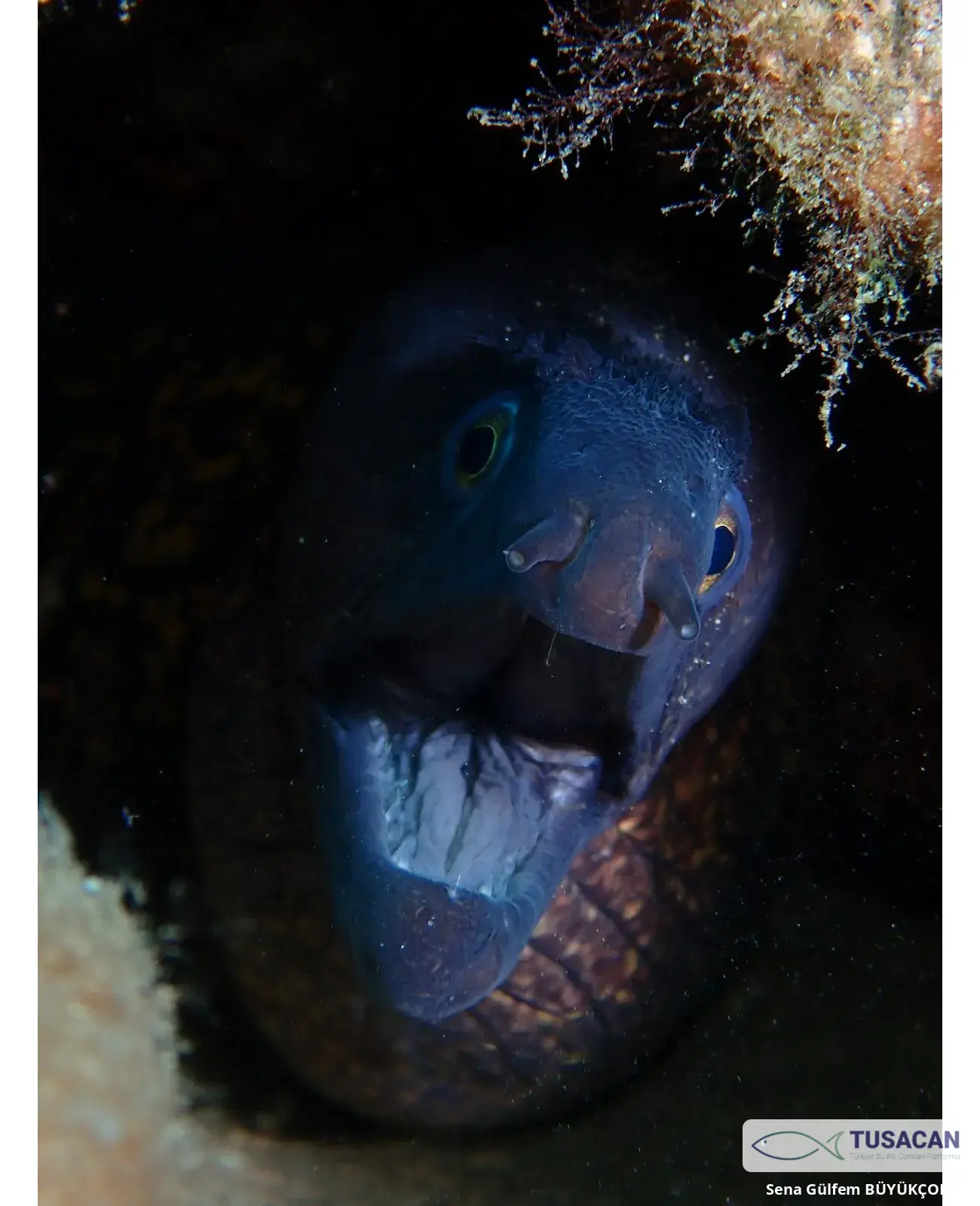 Muraena helena