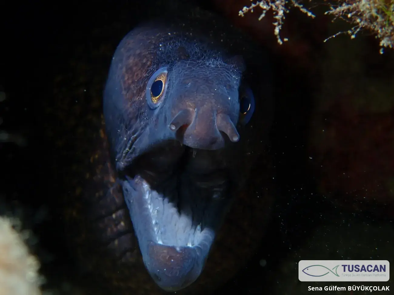Muraena helena