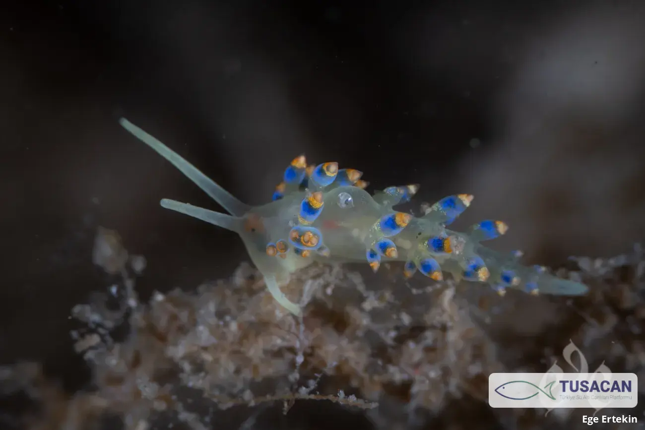 Trinchesia caerulea