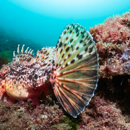 Scorpaena scrofa