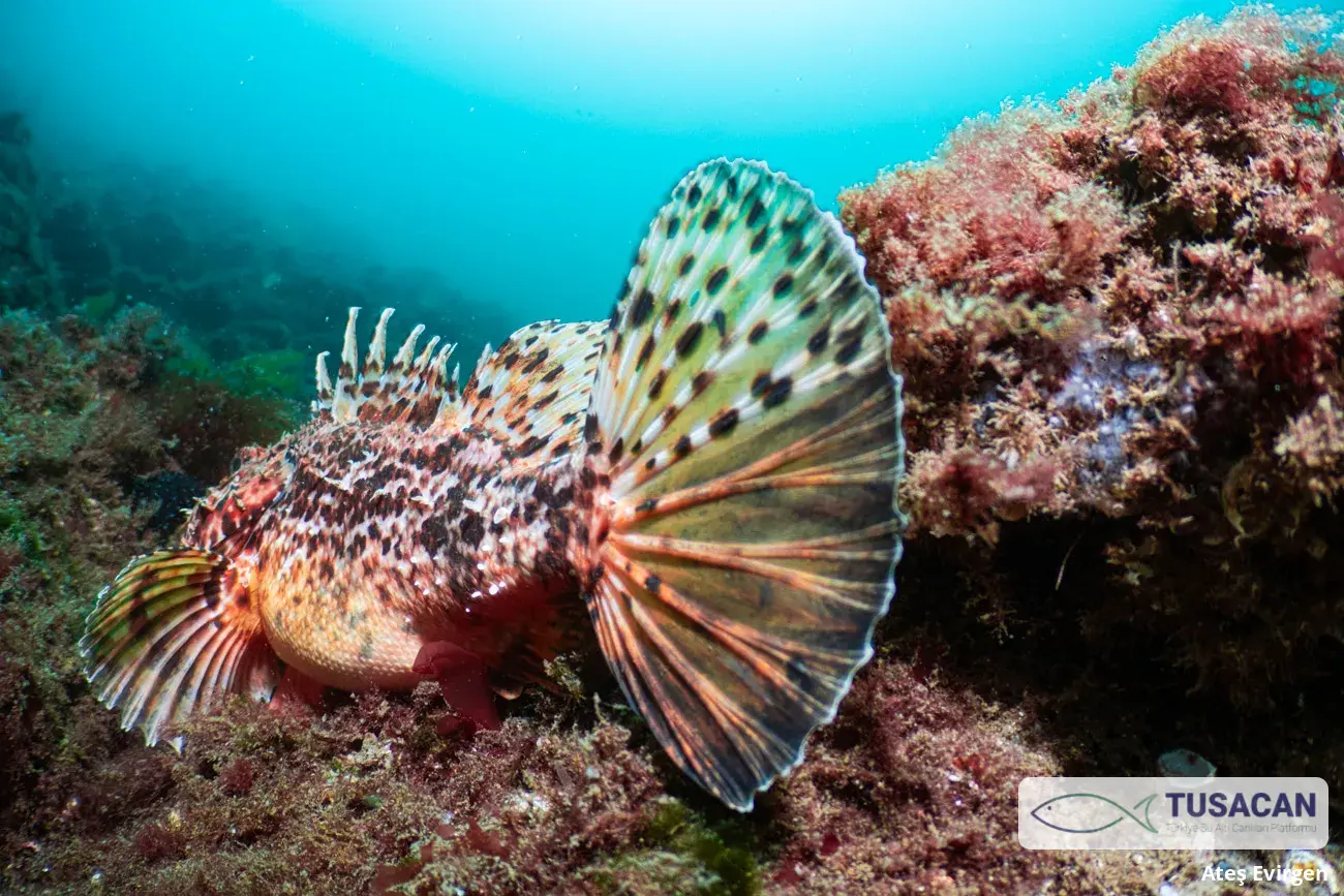 Scorpaena scrofa