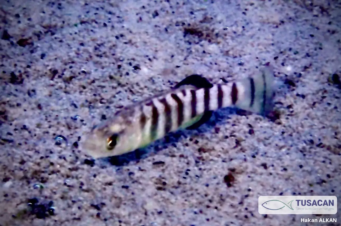 Anatolichthys saldae