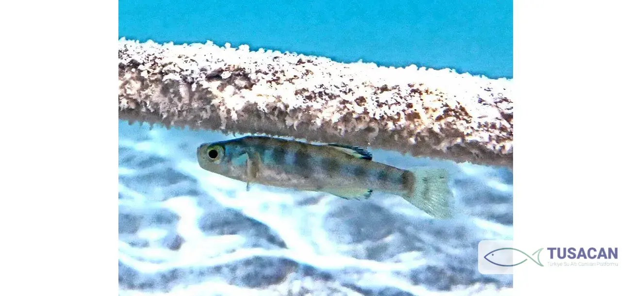 Anatolichthys saldae