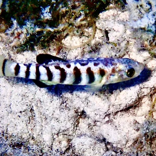 Anatolichthys saldae