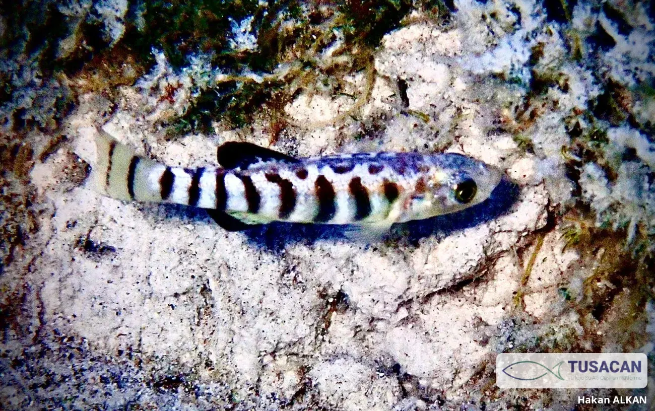 Anatolichthys saldae