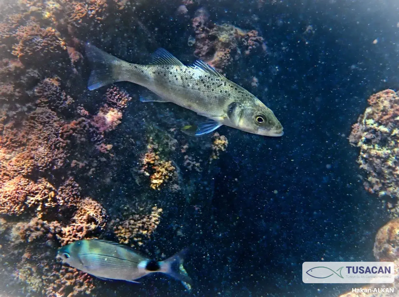 Dicentrarchus labrax