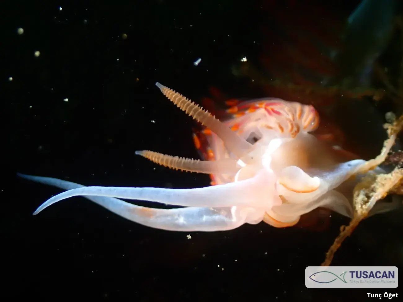 Nemesignis banyulensis