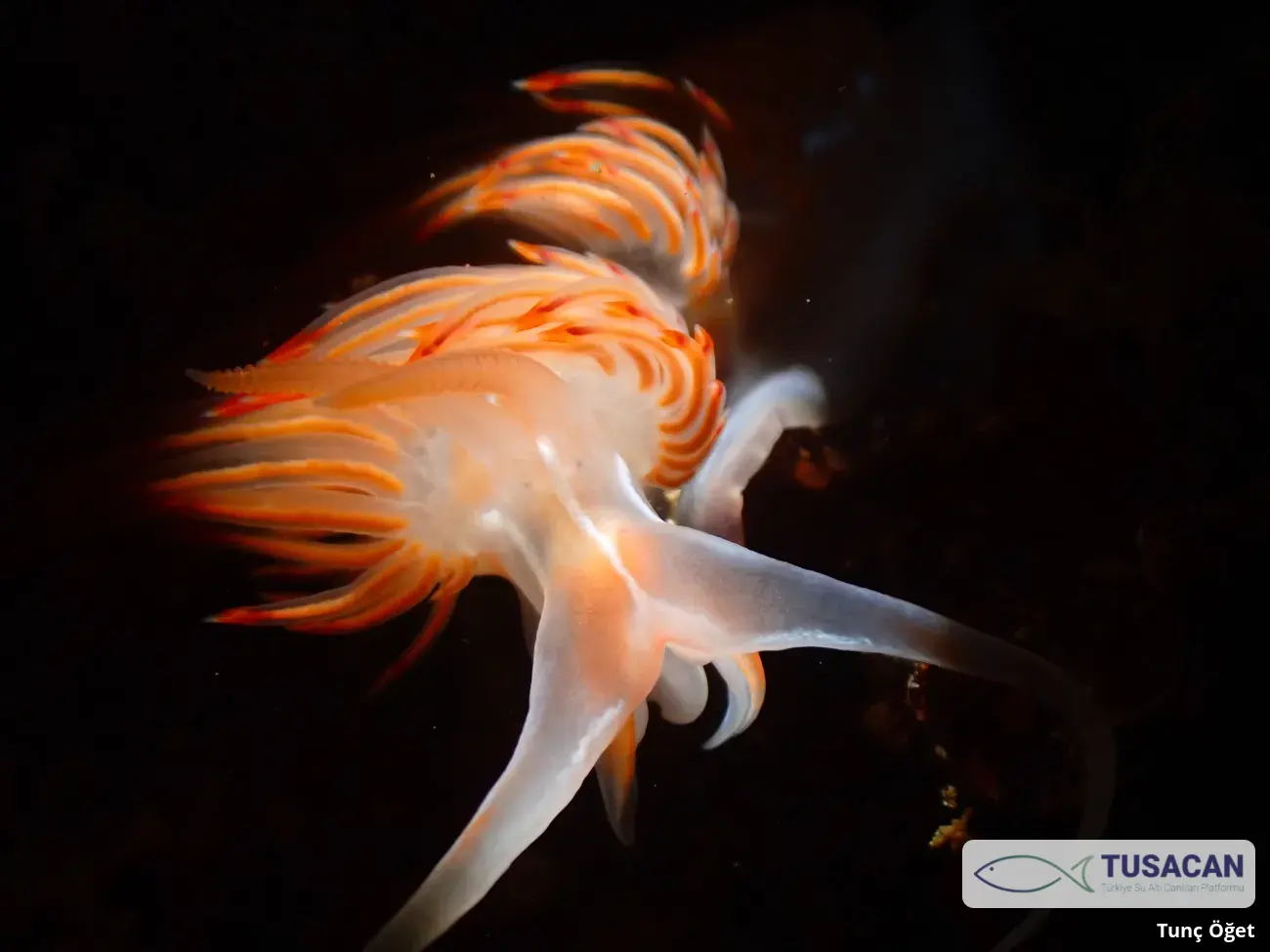 Nemesignis banyulensis