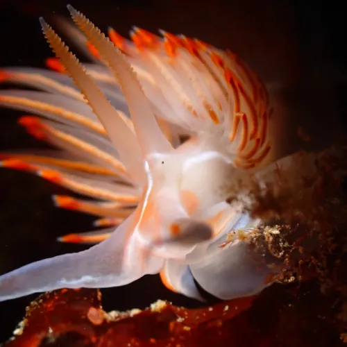 Nemesignis banyulensis