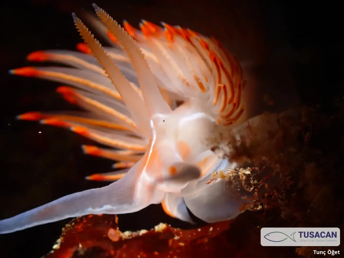 Nemesignis banyulensis