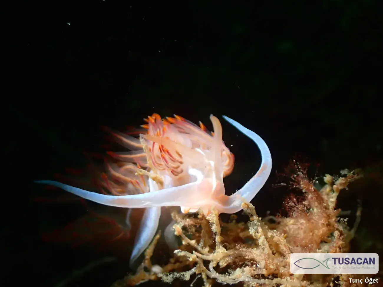 Nemesignis banyulensis