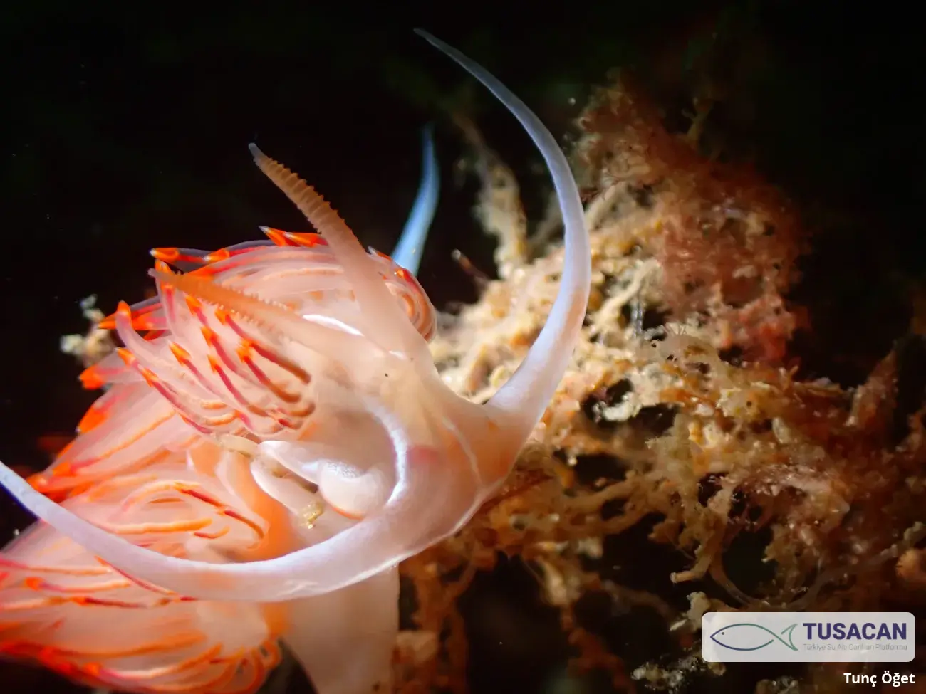 Nemesignis banyulensis