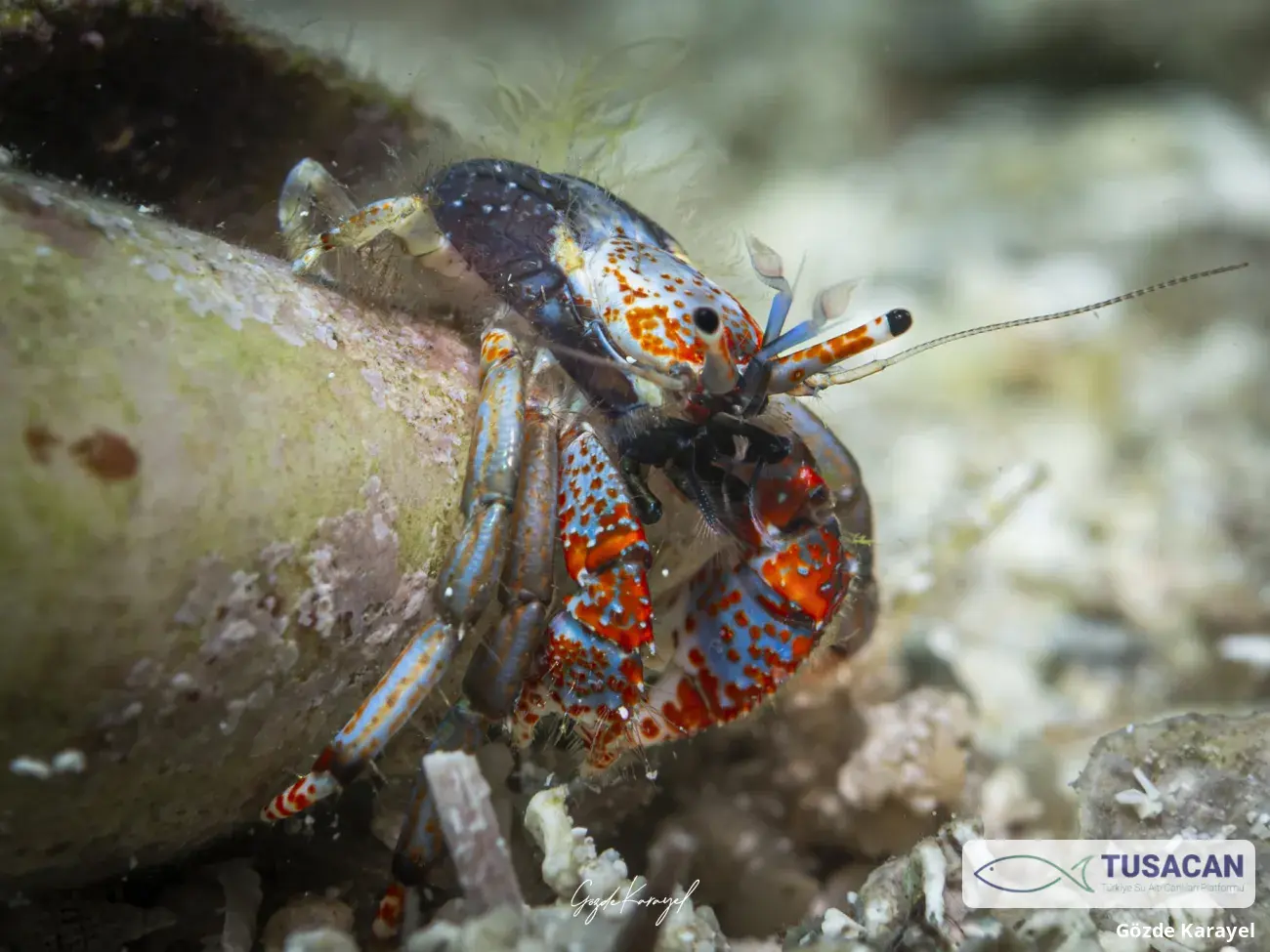 Calcinus tubularis