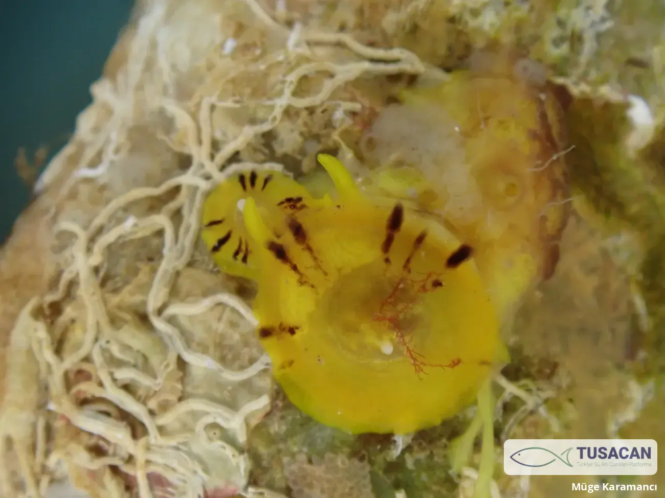 Tylodina perversa