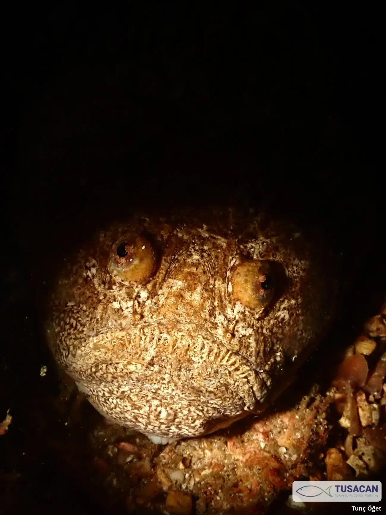 Uranoscopus scaber