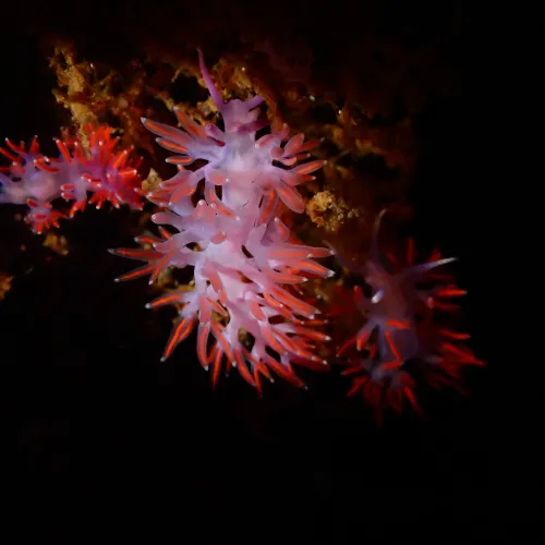 Paraflabellina ischitana
