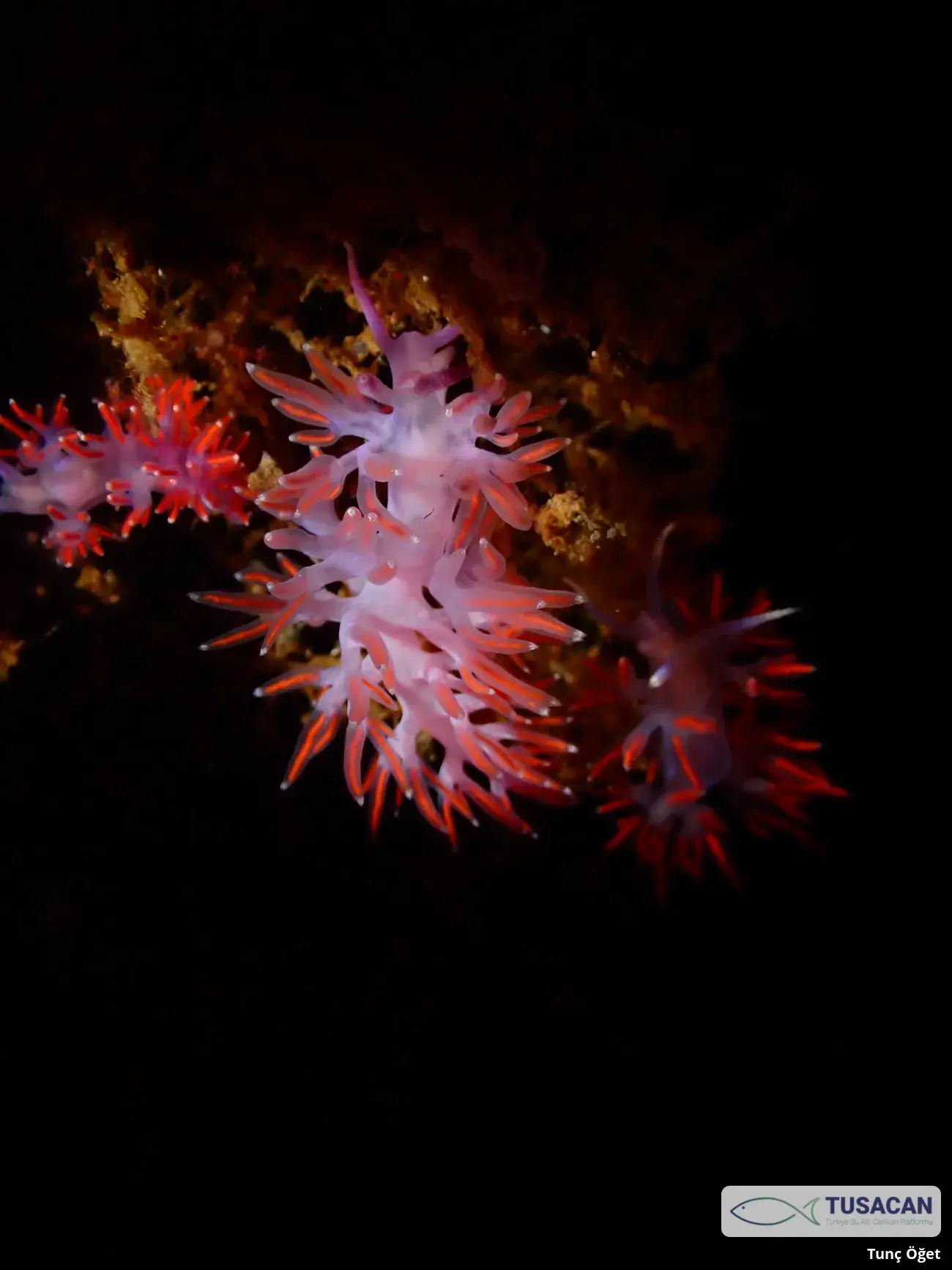 Paraflabellina ischitana